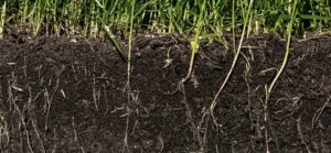 How to test soil PH