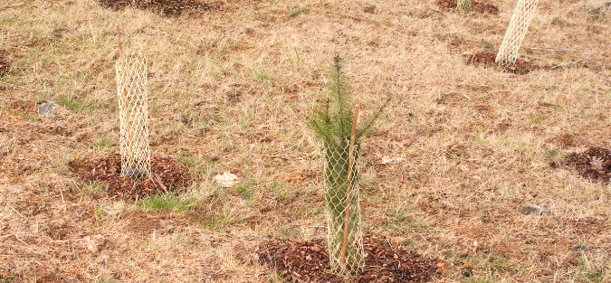 straw mulch